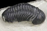 Plate With Three Large Phacopid (Pedinopariops) Trilobites #154687-4